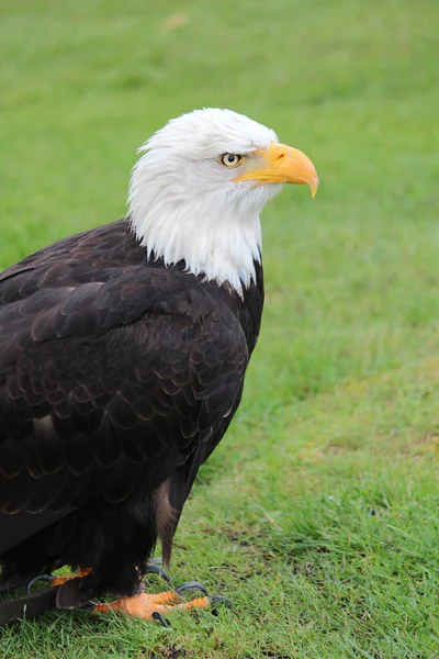 stock image Bald Eagle