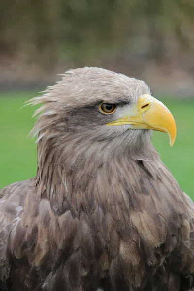 Un águila de piedra —  Fotos de Stock