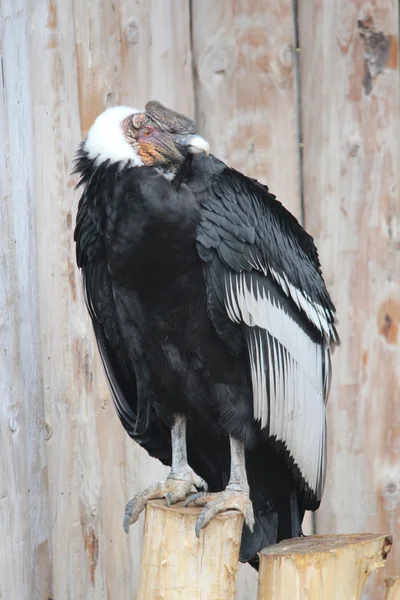 A condor — Stock Photo, Image