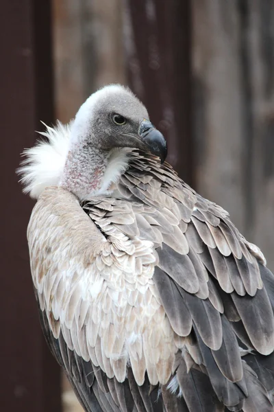 Un avvoltoio — Foto Stock