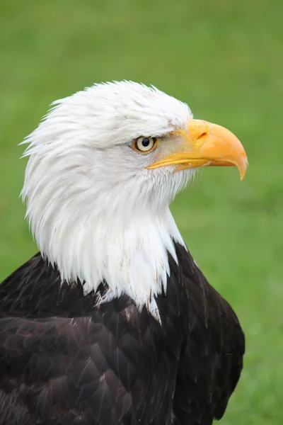 stock image Bald Eagle