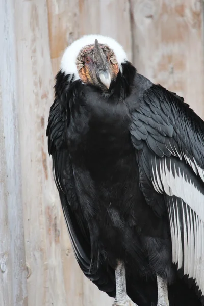 Ένα condor — Φωτογραφία Αρχείου