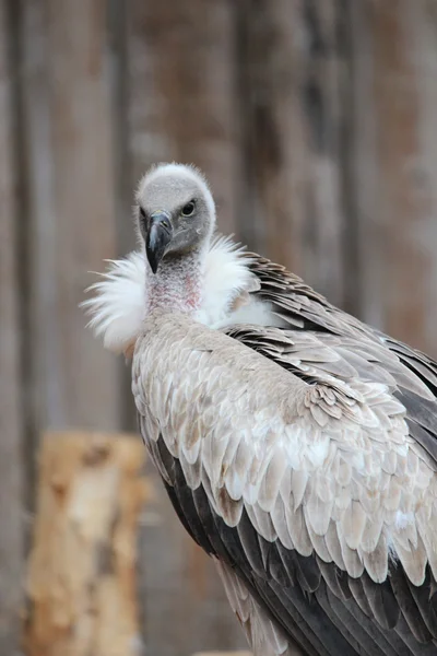 Um abutre — Fotografia de Stock