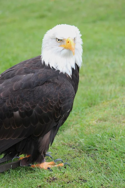 Stock image Bald Eagle