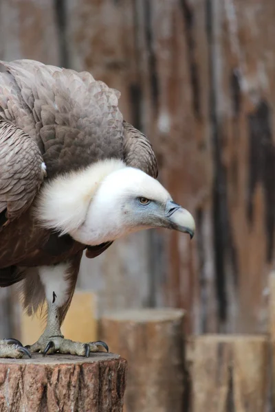 A vulture — Stock Photo, Image