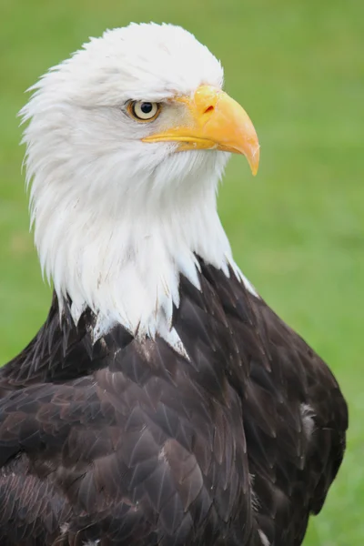 stock image Bald Eagle