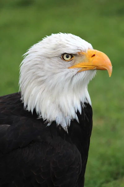 stock image Bald Eagle