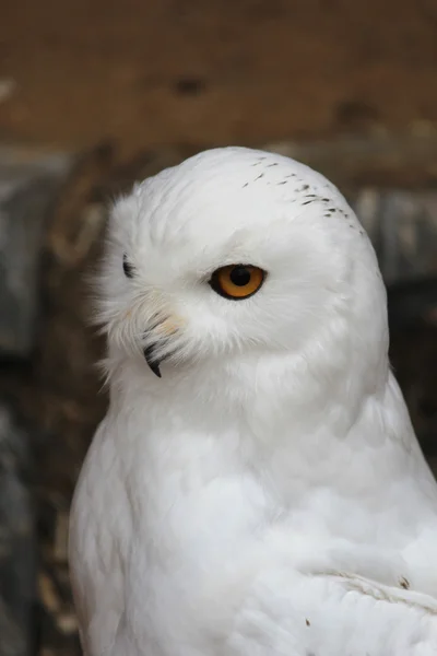 A pretty snowy owl — Stock Photo, Image