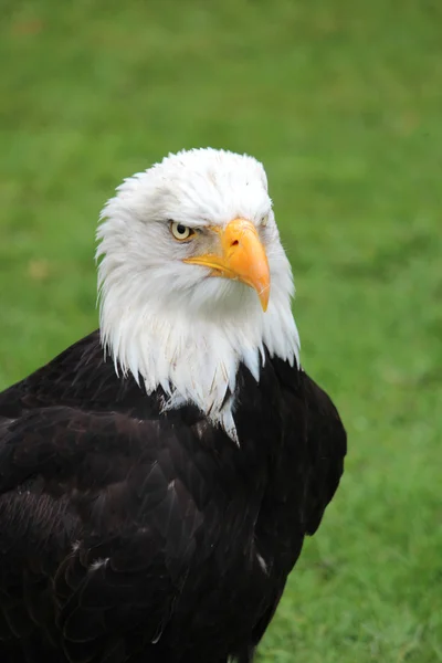 stock image Bald Eagle