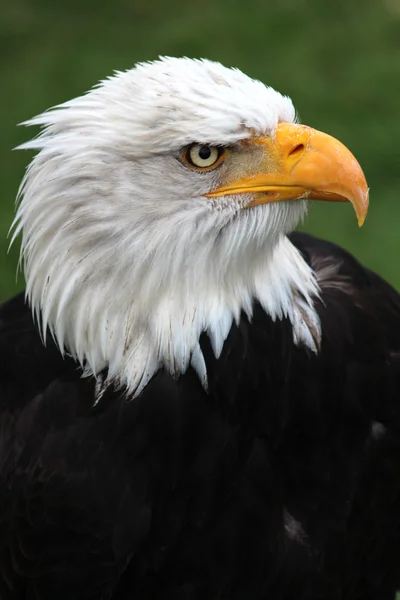 Águila calva Imagen de stock