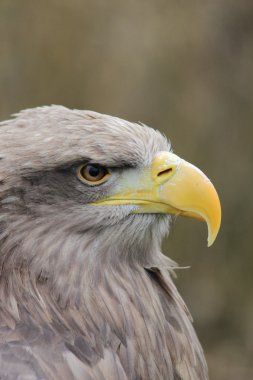 taş bir kartal