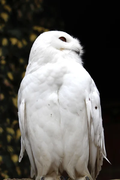漂亮雪白的猫头鹰 — 图库照片