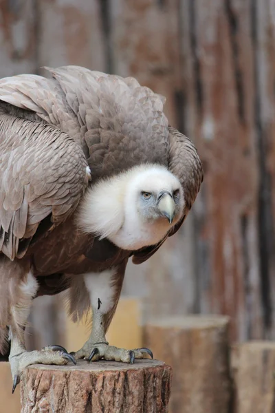 stock image A vulture