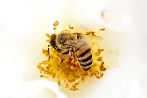 Stock image Breakfast Bee