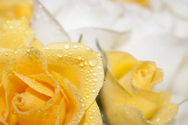 Roses with Water Drops — Stock Photo, Image