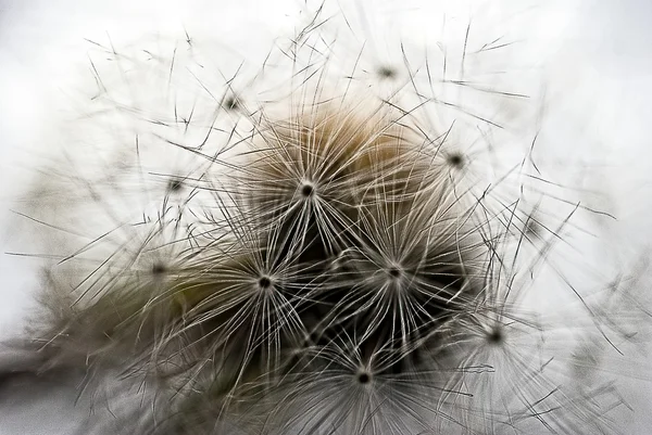 stock image A Dandy Bunch