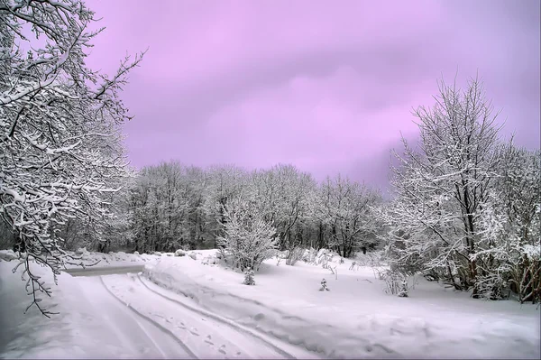 Зимний цвет — стоковое фото