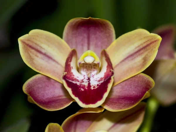 stock image Orchidea