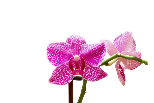 Orquídea phalaenopsis —  Fotos de Stock
