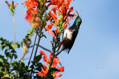 Cape Hanımeli (Tecoma capensis üzerinde beyaz karınlı Sunbird (Cinnyris talatala))