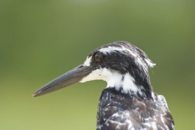 Alaca yalıçapkını (Ceryle Rudisi)