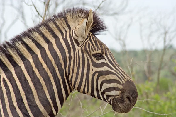 stock image Burchell's Zebra (Equus burchelli)