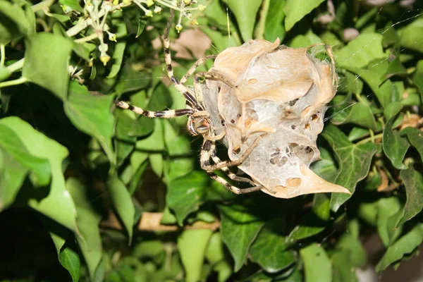 Regenspinne (palystes superciliosus) auf Eikokon — Stockfoto