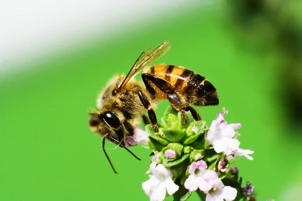 Медовая пчела на тимьяне Лицензионные Стоковые Изображения