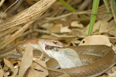 Zeytin ot yılanı (psammophis mossambicus) av.