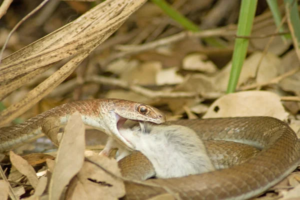 Zeytin ot yılanı (psammophis mossambicus) av.