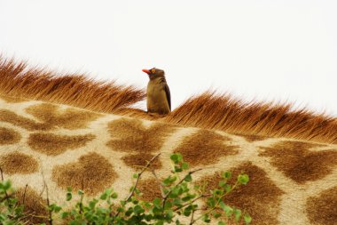 Red-billed Oxpecker (Buphagus erythrorhynchus) on giraffe. clipart