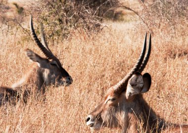 Waterbuck (Kobus ellipsiprymnus dinlenme)