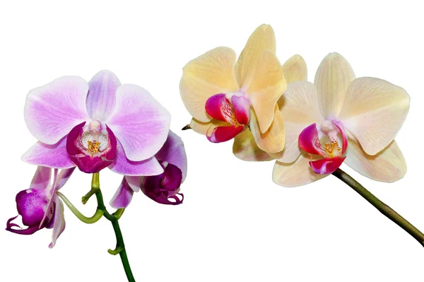 Dos ramas de la orquídea —  Fotos de Stock