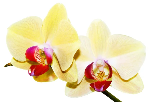 stock image Yellow orchid branch