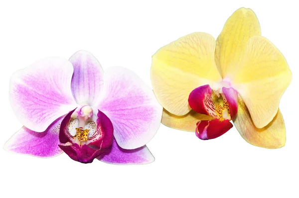 Purple and yellow orchid flowers — Stock Photo, Image