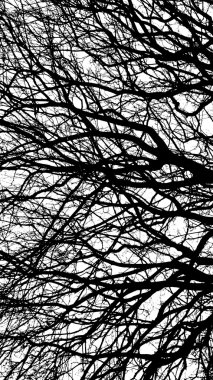 siyah beyaz eski ağaç