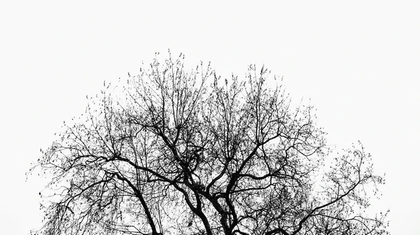 Albero senza foglie, natura astratta — Foto Stock