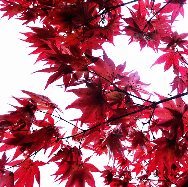 stock image Maple tree, sunlight coming through