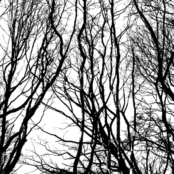 Winterse kale bomen — Stockfoto