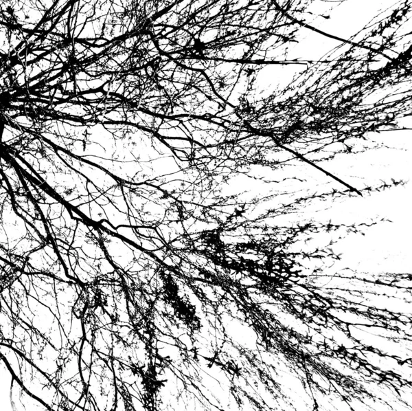 Ramas de un árbol sin hojas —  Fotos de Stock