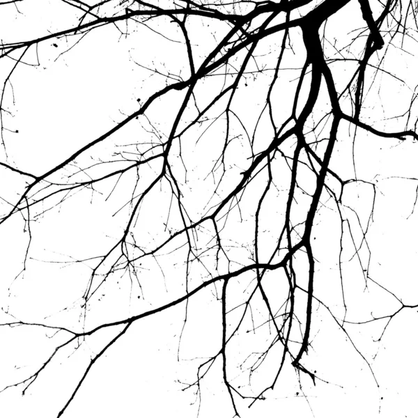 Tiro de close-up de uma árvore antiga — Fotografia de Stock
