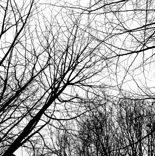 Χειμώνας και δέντρα χωρίς φύλλα — Φωτογραφία Αρχείου