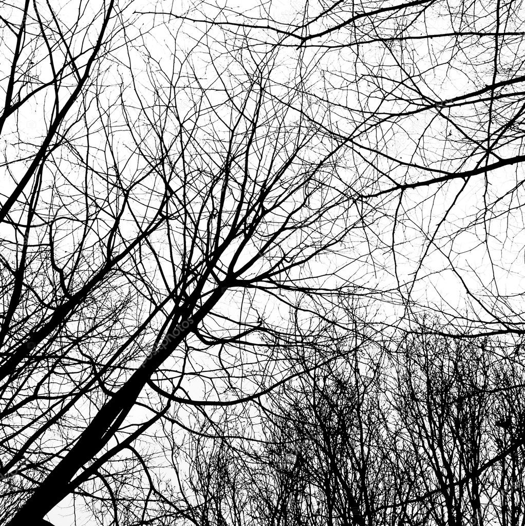 Winter trees without leaves