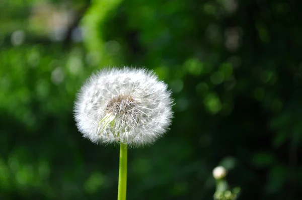 stock image Dandelion puff