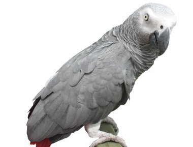 African Grey Parrot clipart