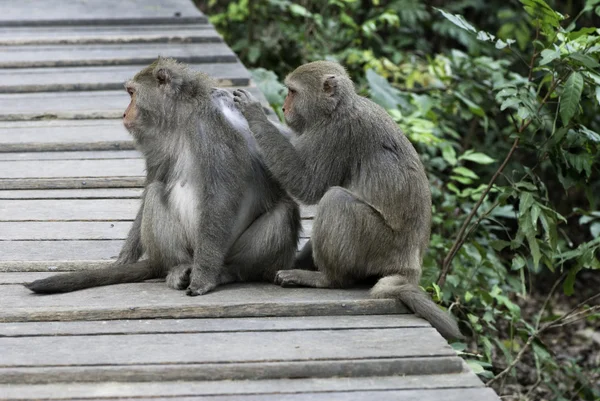 Interação de dois macacos — Fotografia de Stock