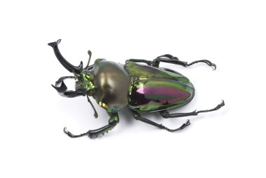 Gökkuşağı stag beetle