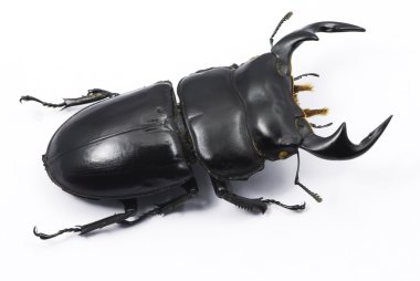 Dorcus antaeus