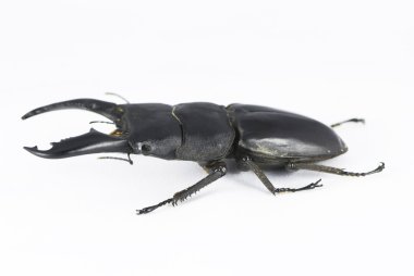 Dorcus titanus