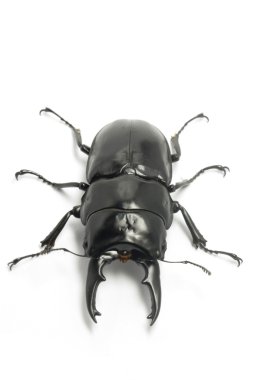 The male of Dorcus alcides clipart